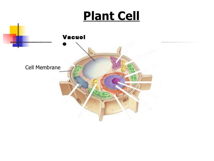 Organelles