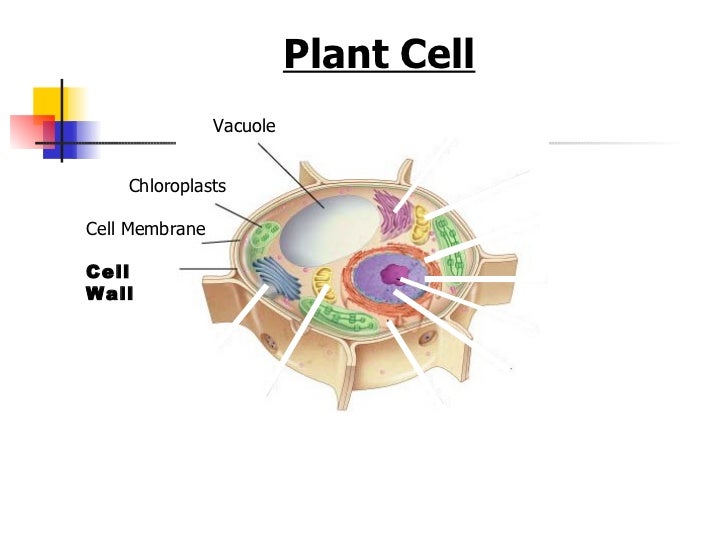 Organelles