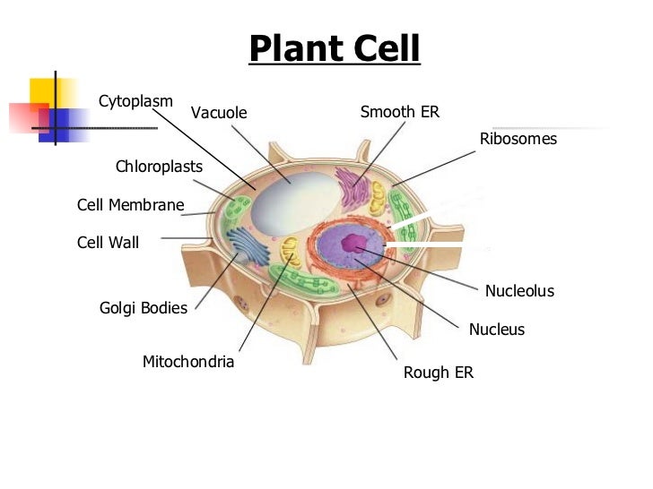 Organelles
