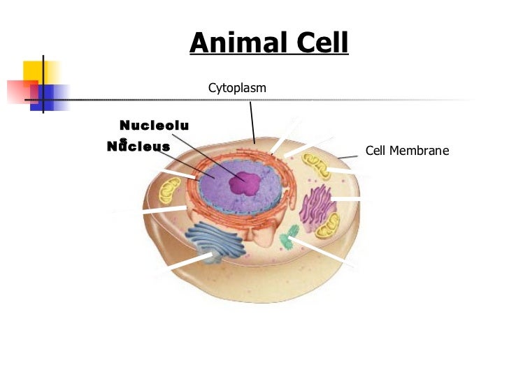 Organelles