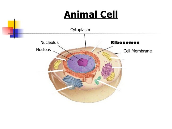 Organelles