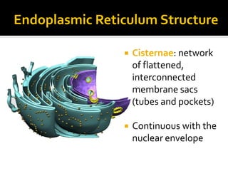 Organelles | PPTX