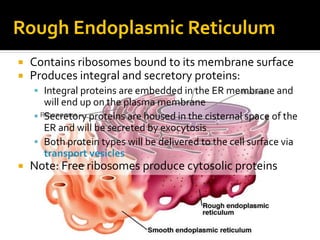 Organelles | PPTX