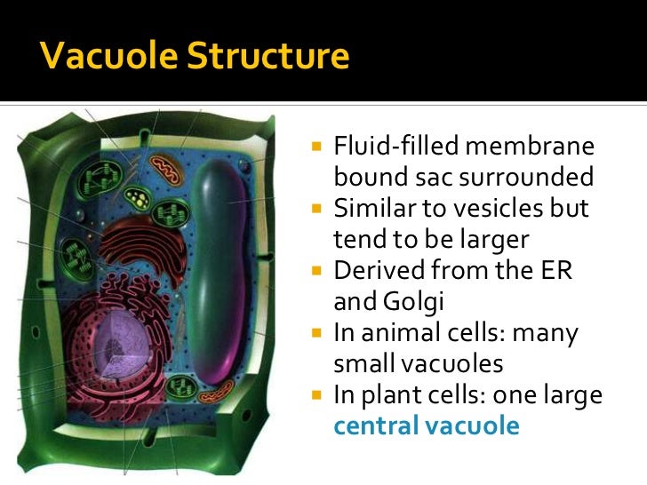 Organelles