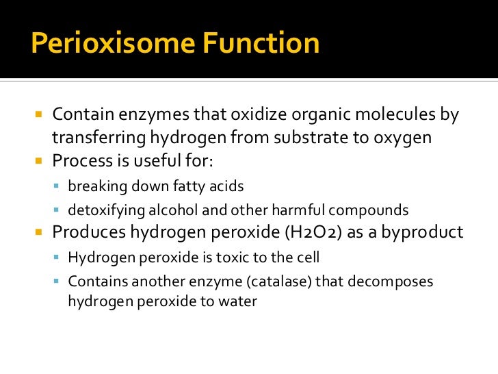 Stomach loss fat picture 10