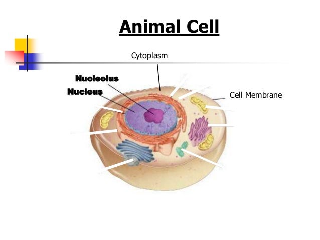 animal cell organelles