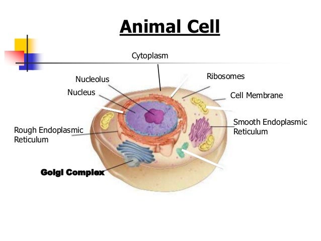 animal cell organelles