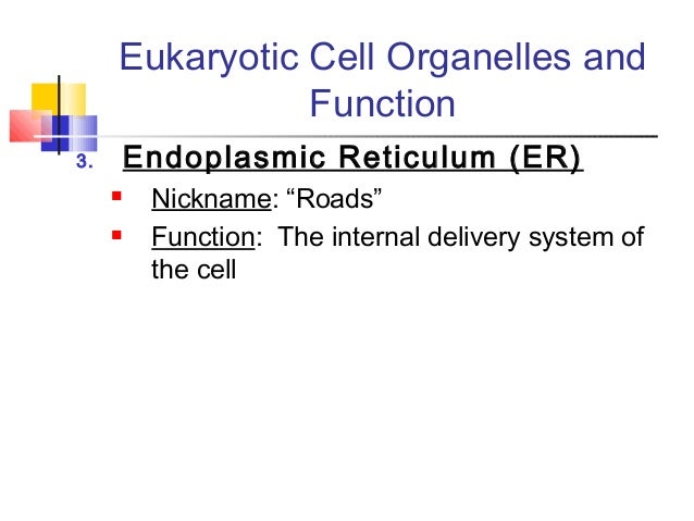 Picture of prokaryotic cell with labels