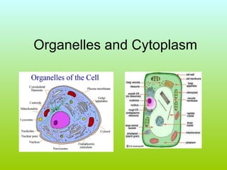 Organelles and Cytoplasm 