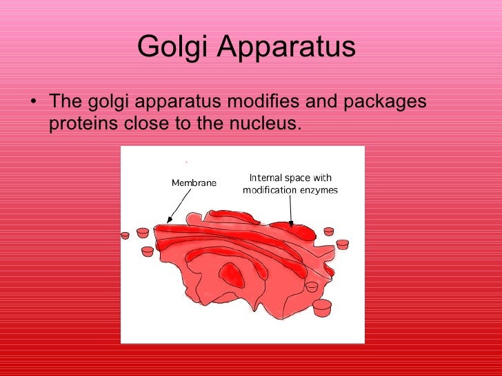Organelles and cytoplasm pp