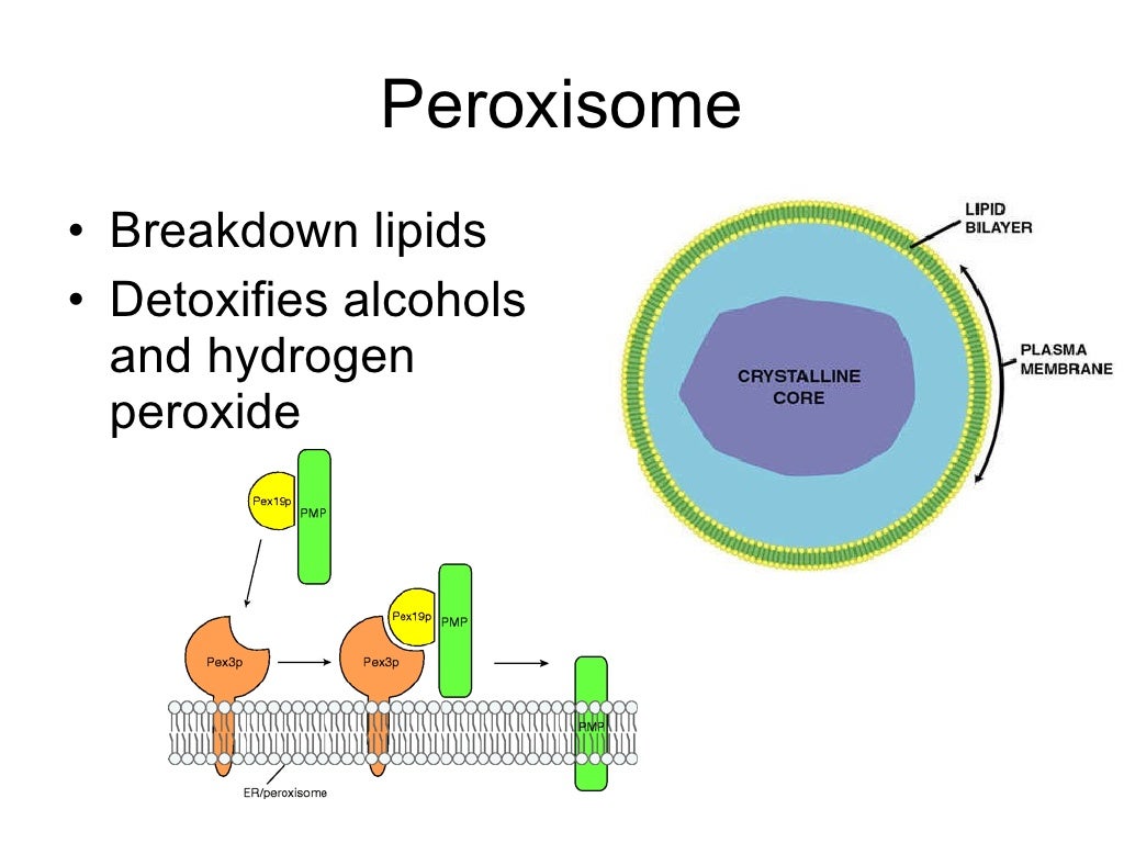 Organelles from cells