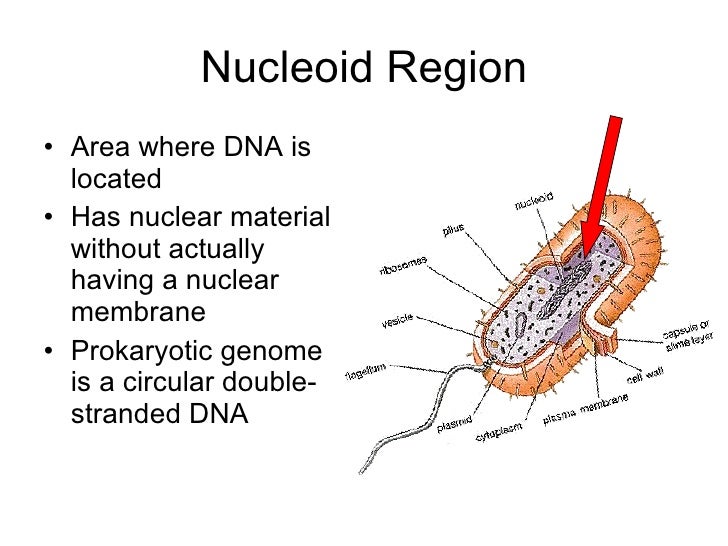 Organelles from cells