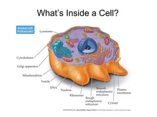 What’s Inside a Cell?
 
