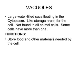 Organelles in an Animal Cell