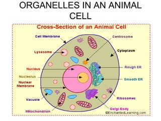 Where Is The Ribosome Located In An Animal Cell