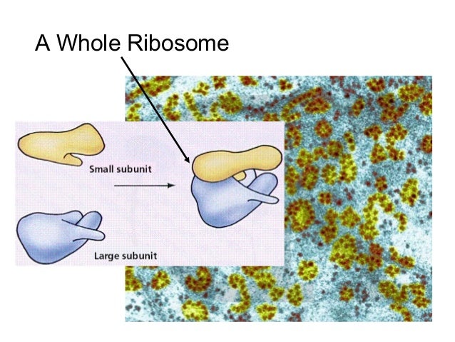 Organelles in an Animal Cell