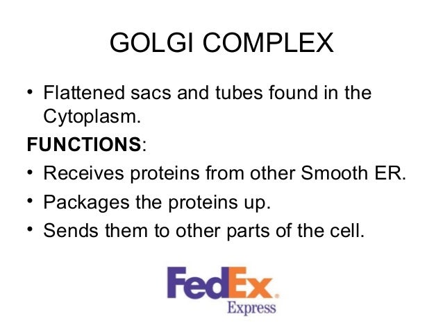 Organelles In An Animal Cell