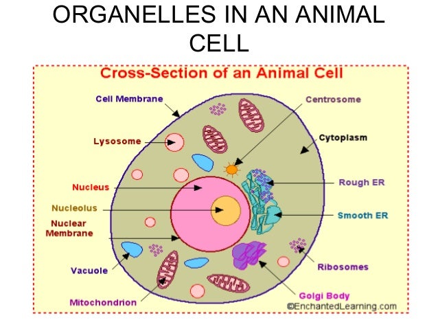 How the structure of cell organelles