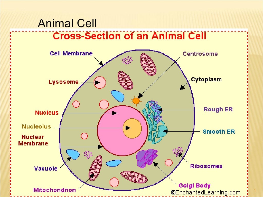 Organelles L 2