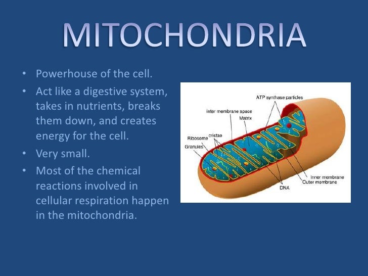 Organelles Slideshow by Sarah Nelson