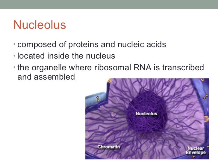 Organelles Tutorial