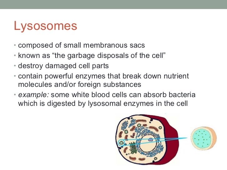 Organelles Tutorial