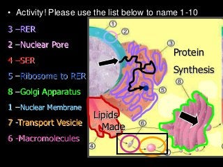 • Activity! Please use the list below to name 1-10
3 –RER
2 –Nuclear Pore
4 –SER
5 –Ribosome to RER
8 –Golgi Apparatus
1 –Nuclear Membrane
7 -Transport Vesicle
6 -Macromolecules
Protein
Synthesis
Lipids
Made
 