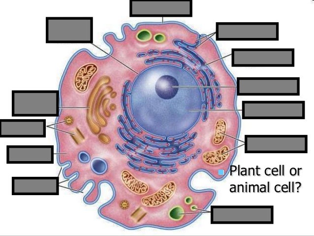 Animal Cell Interactive Quiz / Plant Versus Animal Cell Labeling Drag