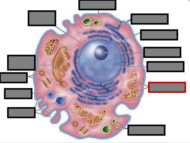 Cell Organelles Visual Quiz; Biology Review Game PowerPoint