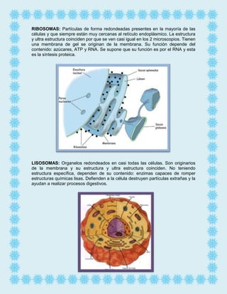 RIBOSOMAS: Partículas de forma redondeadas presentes en la mayoría de las
células y que siempre están muy cercanas al retículo endoplásmico. La estructura
y ultra estructura coinciden por que se ven casi igual en los 2 microscopios. Tienen
una membrana de gel se originan de la membrana. Su función depende del
contenido: azúcares, ATP y RNA. Se supone que su función es por el RNA y esta
es la síntesis proteica.

LISOSOMAS: Organelos redondeados en casi todas las células. Son originarios
de la membrana y su estructura y ultra estructura coinciden. No teniendo
estructura específica, dependen de su contenido: enzimas capaces de romper
estructuras químicas lisas. Defienden a la célula destruyen partículas extrañas y la
ayudan a realizar procesos digestivos.

 