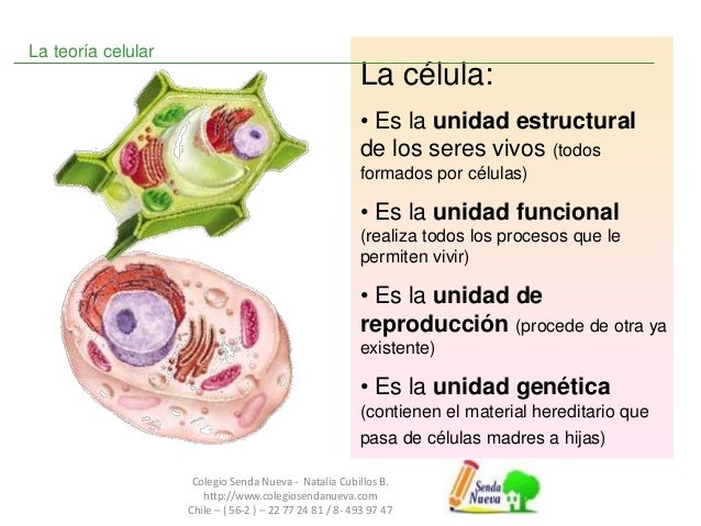 Organelos