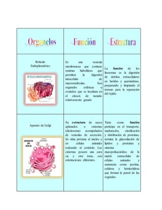 Retículo
Endoplasmático
Es una vesícula
membranosa que contiene
enzimas hidrolíticas que
permiten la digestión
intracelular de
macromoléculas. Son
organelos esféricas u
ovalados que se localizan en
el citosol, de tamaño
relativamente grande
La función de los
lisosomas es la digestión
de detritus extracelulares
en heridas y quemaduras,
preparando y limpiando el
terreno para la reparación
del tejido.
Aparato de Golgi
Su estructura de sacos
aplanados o cisternas
(dictiosoma) acompañados
de vesículas de secreción.
Se sitúa próximo al núcleo y
en células animales
rodeando al centríolo. Las
cisternas poseen una cara
cis y otra trans, con
orientaciones diferentes.
Tiene como función
participa en el transporte,
maduración, clasificación
y distribución de proteínas,
termina la glucosilación de
lípidos y proteínas y
sintetiza
mucopolisacáridos de la
matriz extracelular de
células animales y
sustancias como pectina,
celulosa y hemicelulosa
que forman la pared de las
vegetales.
 