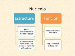 Nucléolo
Estructura
Es un
compartimento
macromolecular
Su componente
mayoritario son
proteínas y el resto
fosfoproteínas
Función
Biogénesis de los
ribosomas
Regulación del
ciclo celular
 