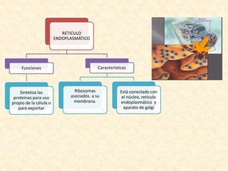RETICULO
ENDOPLASMÁTICO
Funciones
Sintetiza las
proteínas para uso
propio de la célula o
para exportar
Características
Ribosomas
asociados a su
membrana.
Está conectado con
el núcleo, retículo
endoplasmático y
aparato de golgi
 