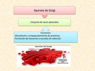 Aparato de Golgi
Conjunto de sacos aplanados
Funciones:
Glicoxilación y empaquetamiento de proteínas.
Formación de lisosomas y vacuolas de selección
 