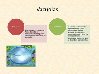 Vacuolas
El orgánulo no posee una
forma definida, su
estructura varía según las
necesidades de la célula en
particular.
Estructura Acumular sustancias de
reserva celular, como
almidones y aceites.
Realizar el intercambio
gaseoso entre la célula y el
medio ambiente.
Eliminan el exceso de agua
y desdoblan los nutrientes
.
Funciones
 