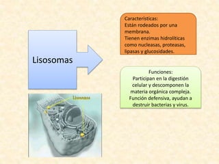 Lisosomas
Características:
Están rodeados por una
membrana.
Tienen enzimas hidrolíticas
como nucleasas, proteasas,
lipasas y glucosidades.
Funciones:
Participan en la digestión
celular y descomponen la
materia orgánica compleja.
Función defensiva, ayudan a
destruir bacterias y virus.
 