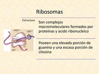 Ribosomas
Estructura
Son complejos
macromoleculares formados por
proteínas y acido ribonucleico
Poseen una elevada porción de
guanina y una escasa porción de
citosina
 