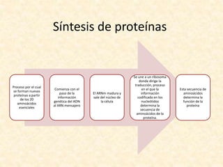 Síntesis de proteínas
Proceso por el cual
se forman nuevas
proteínas a partir
de los 20
aminoácidos
esenciales
Comienza con el
paso de la
información
genética del ADN
al ARN mensajero
El ARNm madura y
sale del núcleo de
la célula
Se une a un ribosoma
donde dirige la
traducción, proceso
en el que la
información
codificada en los
nucleótidos
determina la
secuencia de
aminoácidos de la
proteína.
Esta secuencia de
aminoácidos
determina la
función de la
proteína
 