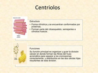 Centriolos
Estructura
• Forma cilíndrica y se encuentran conformados por
proteínas.
• Forman parte del citoesqueleto, semejantes a
cilindros huecos.
Funciones
Su función principal es organizar y guiar la división
celular en donde forman las fibras del huso
acromático para separar a los cromosomas
correctamente, y distribuirlos en las dos células hijas
resultantes de esta división.
 