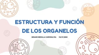 ESTRUCTURA Y FUNCIÓN
DE LOS ORGANELOS
GENARO BEDOLLA CARMONA R1A MAYO 2023
 