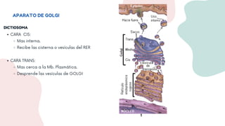 Cisterna Rer Biología celular (Organelos citoplasmáticos) | PDF