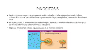 PINOCITOSIS
• La pinocitosis es un proceso que permite a determinadas células y organismos unicelulares
obtener del exterior, para alimentarse o para otro fin, líquidos orgánicos y sustancias disueltas en
éstos.
• En la pinocitosis, la membrana celular se invagina, formando una vesícula alrededor del líquido
del medio externo que será incorporado a la célula.
• Se puede observar en células especializadas en la función nutritiva.
 