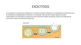 EXOCITOSIS
La exocitosis es el proceso celular por el cual las vesículas situadas en el citoplasma se fusionan con
la membrana citoplasmática y liberan su contenido. Esto sucede cuando llega una señal
extracelular. La exocitosis se observa en muy diversas células secretoras, tanto en la función de
excreción como en la función endocrina.
 