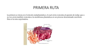 PRIMERA RUTA
La primera se inicia en el retículo endoplasmático, el cual envía vesículas al aparato de Golgi, que a
su vez envía también vesículas a la membrana plasmática en un proceso denominado exocitosis.
Ésta es la ruta exportadora:
 
