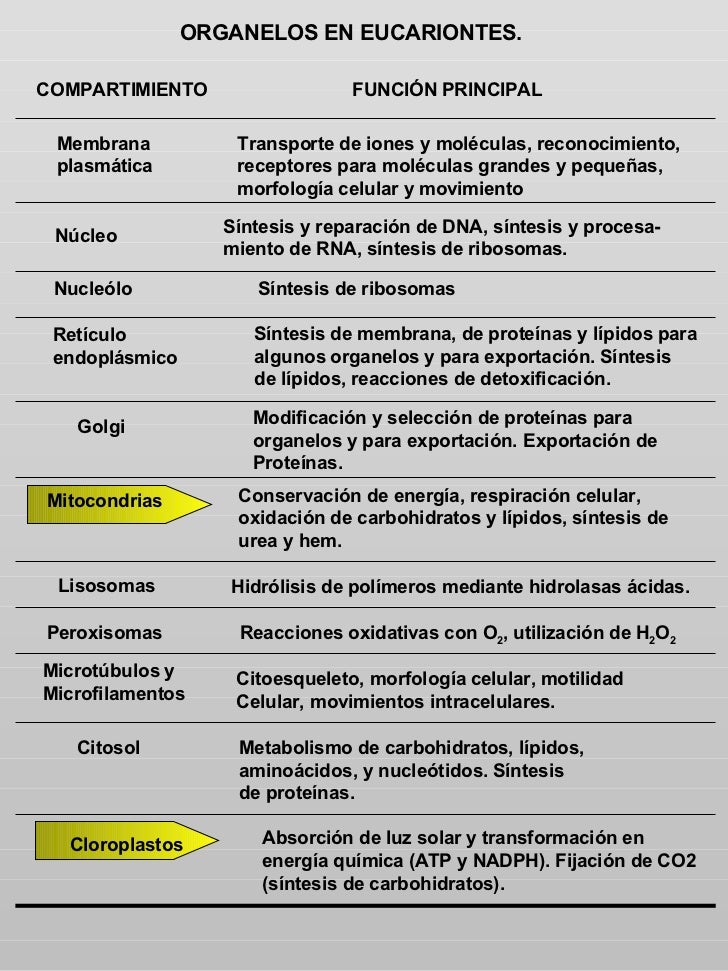 Organelos En Eucariontes