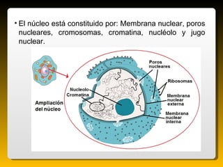<ul><li>El núcleo está constituido por: Membrana nuclear, poros nucleares, cromosomas, cromatina, nucléolo y jugo nuclear....
