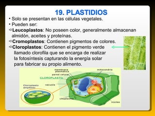 <ul><li>Solo se presentan en las células vegetales. </li></ul><ul><li>Pueden ser:  </li></ul><ul><li>Leucoplastos : No pos...