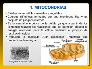 <ul><li>Existen en las células animales y vegetales. </li></ul><ul><li>Cuerpos cilíndricos formados por una membrana lisa ...