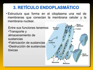 <ul><li>Estructura que forma en el citoplasma una red de membranas que conectan la membrana celular y la membrana nuclear....